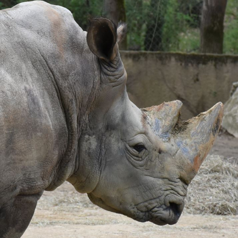 African Safari Zoo