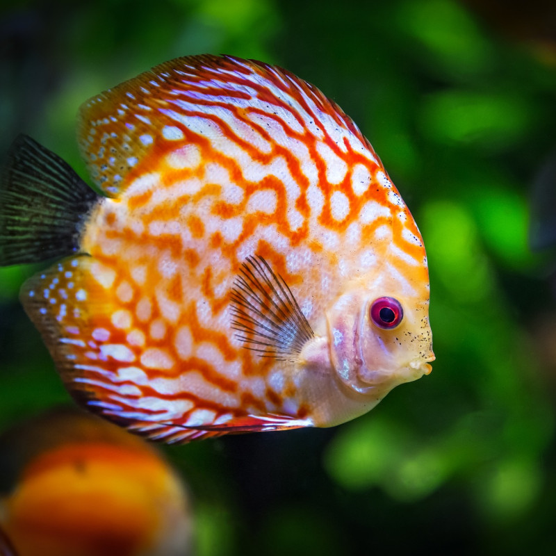 Grand aquarium de St Malo