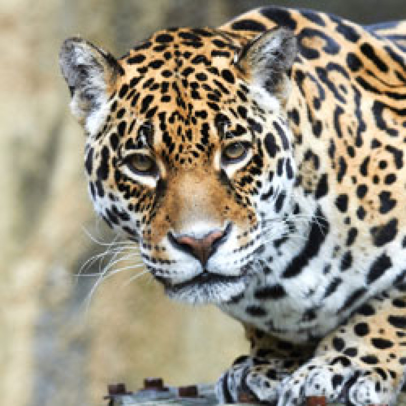 Zoo De La Palmyre