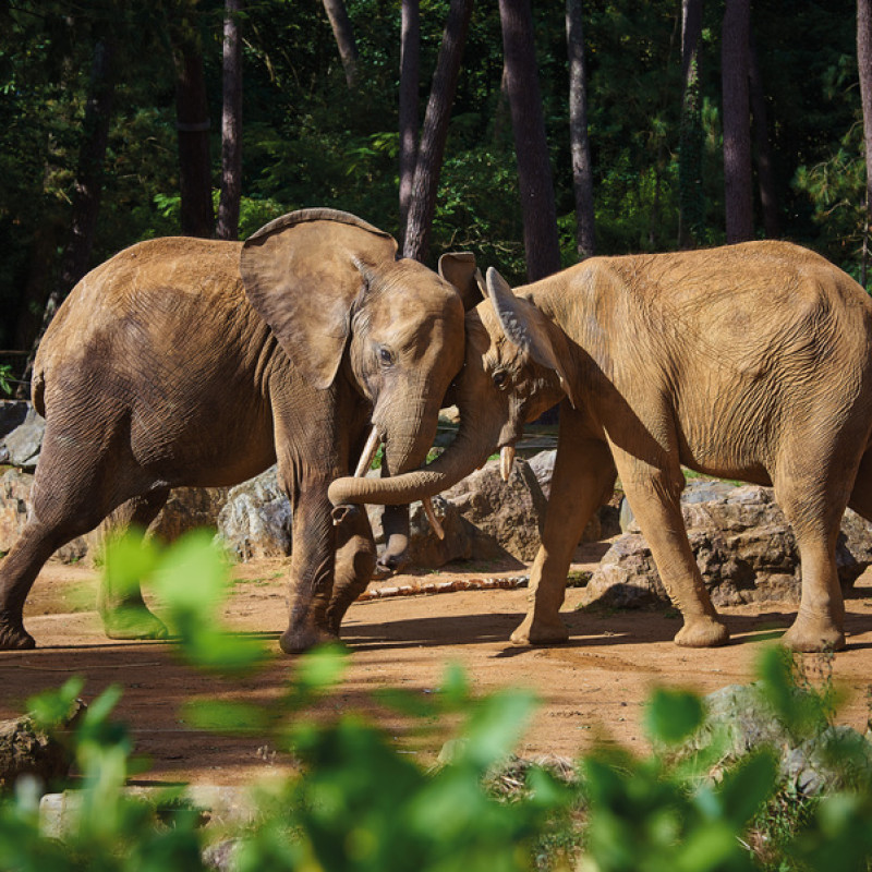 Zoo de la Flèche