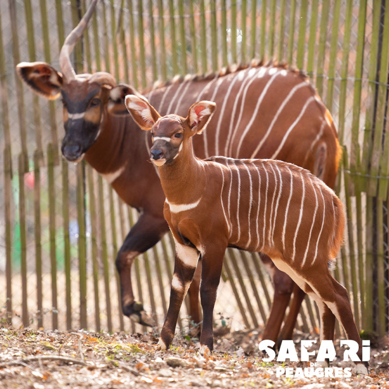 Safari de Peaugres