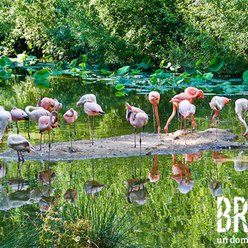 Parc animalier, botanique et parcabout de Branféré