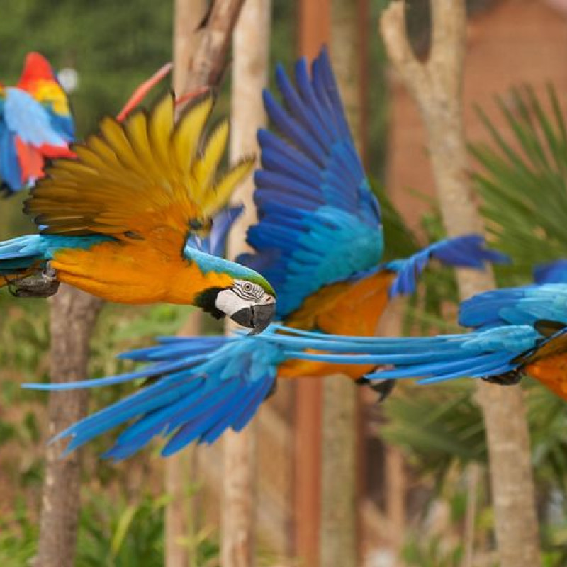 Parrot World