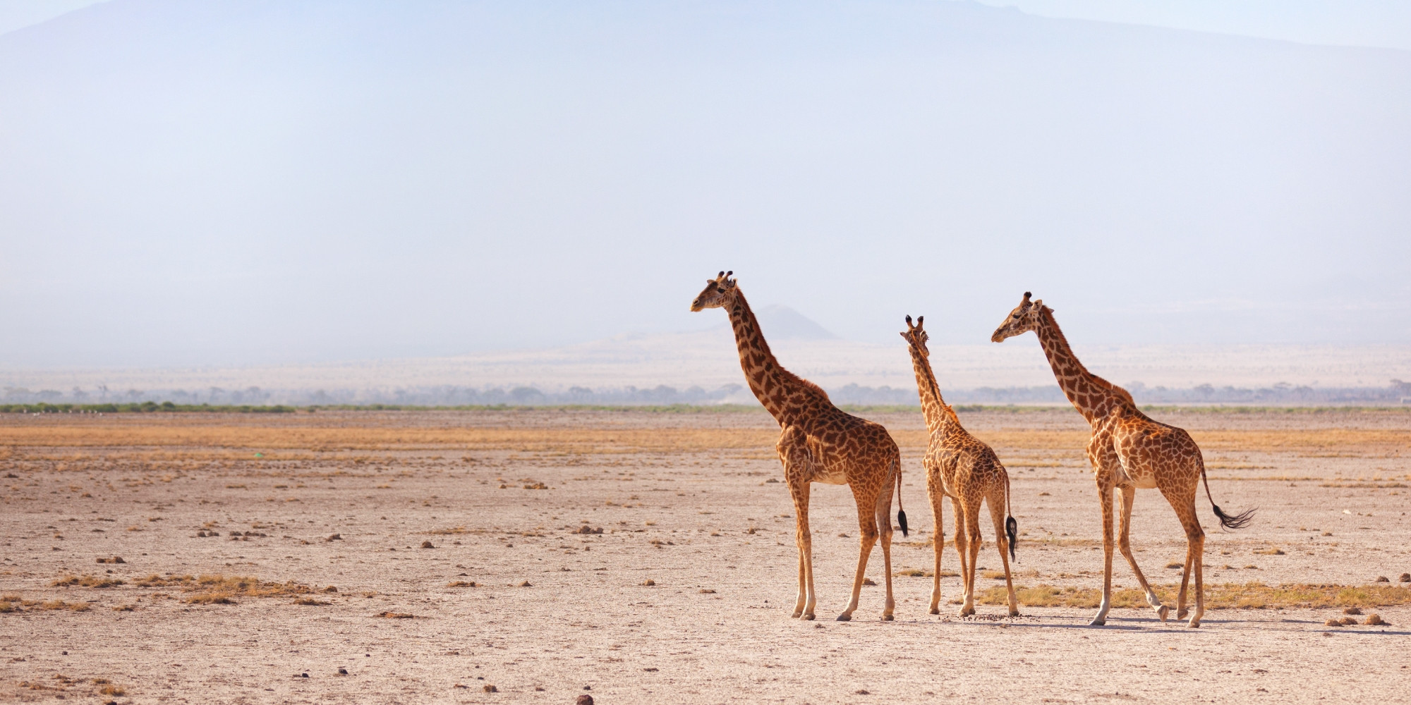 Des envies pour tous les goûts 💛